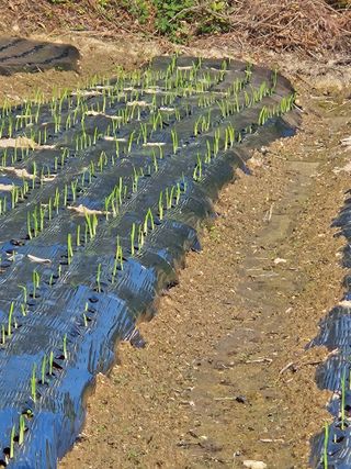 고사리.밤.육쪽마늘님의 마늘 · 영농일지 작성글 사진