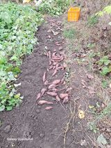 팜모닝 고구마·영농일지 게시글 이미지