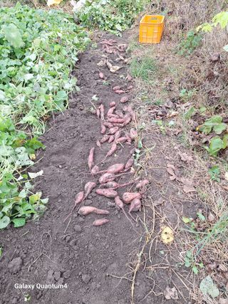 저금통님의 고구마 · 영농일지 작성글 사진