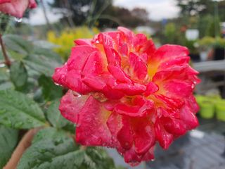 서울농원묘목님의 자유주제 · 자유게시판 작성글 사진