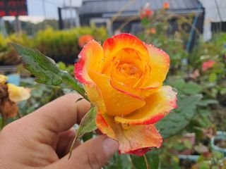 서울농원묘목님의 자유주제 · 자유게시판 작성글 사진