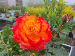 서울농원묘목님의 자유주제 · 자유게시판 작성글 사진