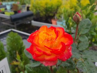 서울농원묘목님의 자유주제 · 자유게시판 작성글 사진