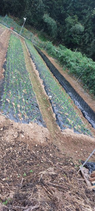 이형모님의 마늘 · 영농일지 작성글 사진