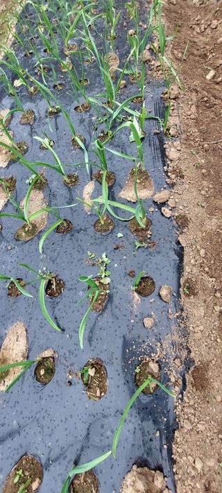 이형모님의 마늘 · 영농일지 작성글 사진