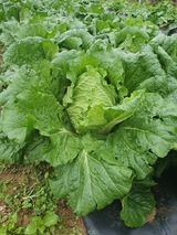 팜모닝 배추·영농일지 게시글 이미지