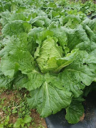 김철원,바람산인님의 배추 · 영농일지 작성글 사진