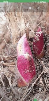 팜모닝 · 게시글 이미지