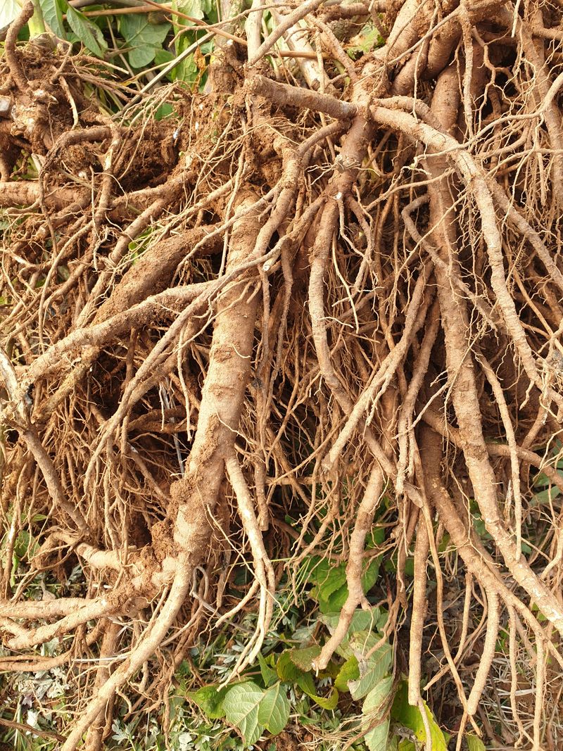 오아성님의 장터 판매 상품 [야생땅두릅 종근(50촉)] 첨부 사진