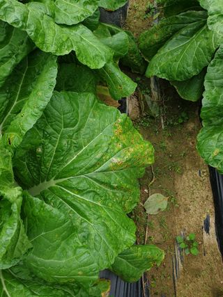 박문식님의 농사, 무엇이든 물어보세요! · 참여글 작성글 사진