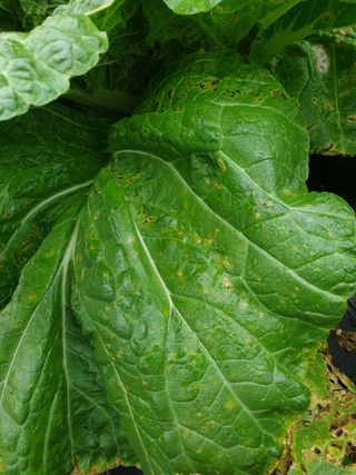 박문식님의 농사, 무엇이든 물어보세요! · 참여글 작성글 사진