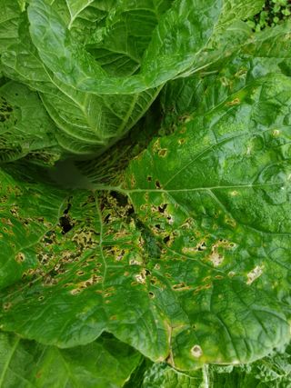 박문식님의 농사, 무엇이든 물어보세요! · 참여글 작성글 사진