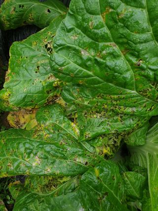 박문식님의 농사, 무엇이든 물어보세요! · 참여글 작성글 사진