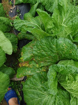 박문식님의 농사, 무엇이든 물어보세요! · 참여글 작성글 사진