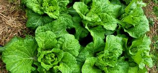 범이님의 배추 · 영농일지 작성글 사진