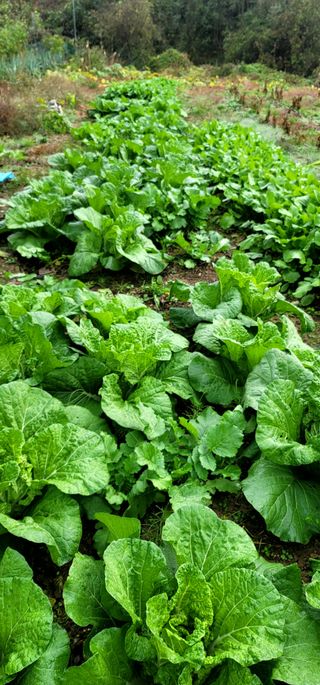 범이님의 배추 · 영농일지 작성글 사진