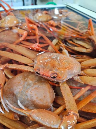 노가네수산님의 자유주제 · 사진전 작성글 사진