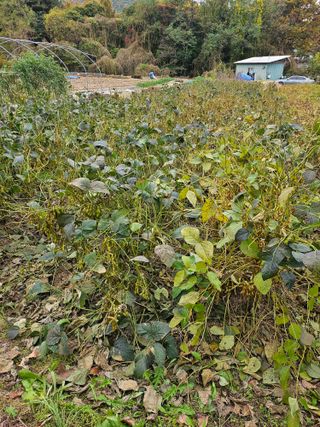 용골대장님의 콩 · 영농일지 작성글 사진