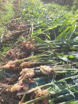 팜모닝 자유주제·자유게시판 게시글 이미지