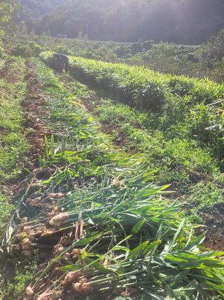 김금자님의 자유주제 · 자유게시판 작성글 사진