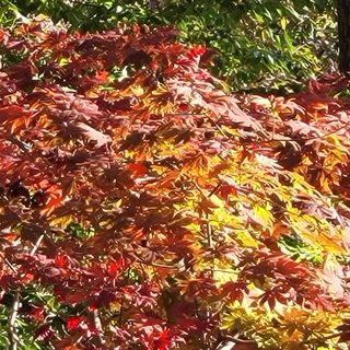 여우내 이순홍님의 우리동네 가을단풍 자랑하기 · 참여글 작성글 사진