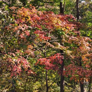 여우내 이순홍님의 우리동네 가을단풍 자랑하기 · 참여글 작성글 사진
