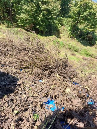 박상희님의 들깨 · 영농일지 작성글 사진