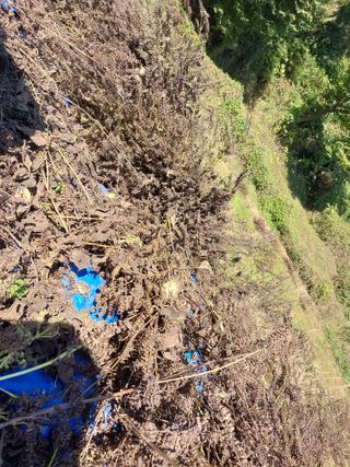 박상희님의 들깨 · 영농일지 작성글 사진