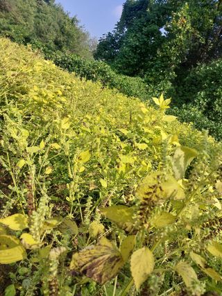 박상희님의 들깨 · 영농일지 작성글 사진