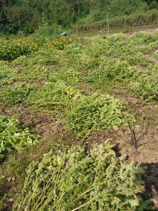 박상희님의 들깨 · 영농일지 작성글 사진