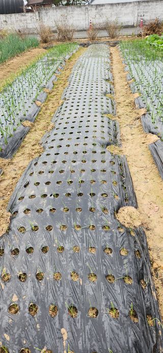 강병택님의 양파 · 영농일지 작성글 사진