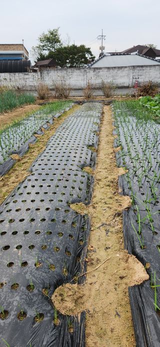 강병택님의 양파 · 영농일지 작성글 사진