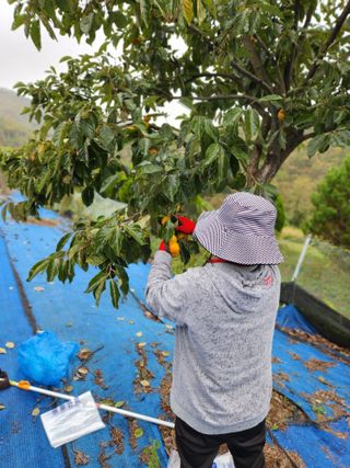 김영옥님의 자유주제 · 자유게시판 작성글 사진
