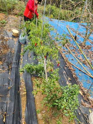 김영옥님의 자유주제 · 자유게시판 작성글 사진