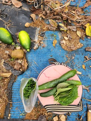 김영옥님의 자유주제 · 자유게시판 작성글 사진