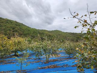 김영옥님의 자유주제 · 자유게시판 작성글 사진