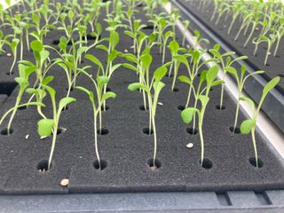 강수창님의 기타작물 · 병해충상담 작성글 사진