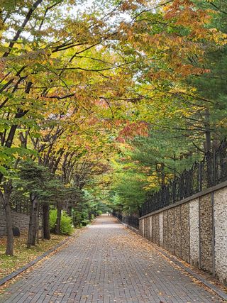 박순례님의 우리동네 가을단풍 자랑하기 · 참여글 작성글 사진