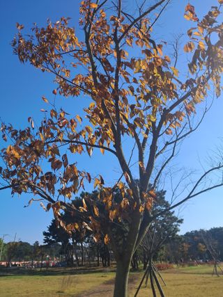 전희분님의 우리동네 가을단풍 자랑하기 · 참여글 작성글 사진