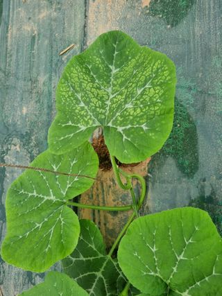 머슴님의 호박 · 병해충상담 작성글 사진