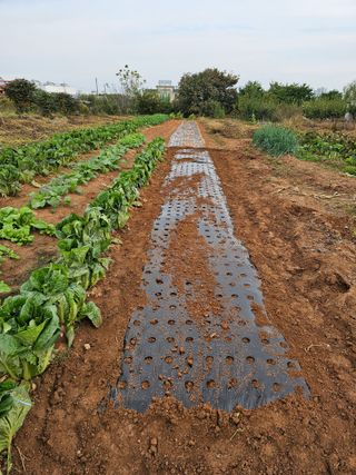 하늘을보고님의 마늘 · 영농일지 작성글 사진