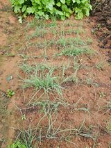 팜모닝 양파·영농일지 게시글 이미지