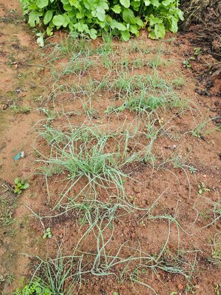 하늘을보고님의 양파 · 영농일지 작성글 사진