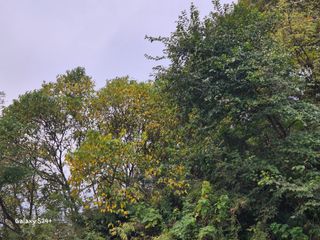 짱순이연속8월출석왕님의 우리동네 가을단풍 자랑하기 · 참여글 작성글 사진