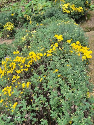 짱순이연속8월출석왕님의 우리동네 가을단풍 자랑하기 · 참여글 작성글 사진