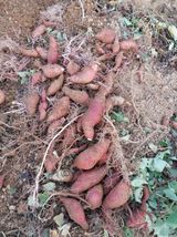 팜모닝 고구마·영농일지 게시글 이미지