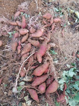 파키드&움메님의 고구마 · 영농일지 작성글 사진