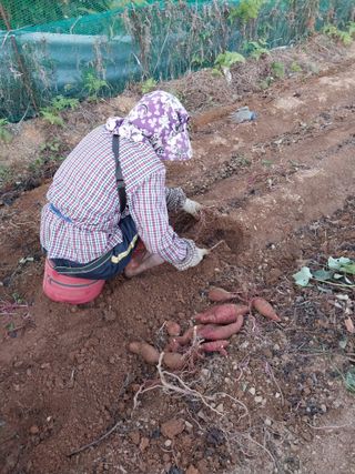 파키드&움메님의 고구마 · 영농일지 작성글 사진