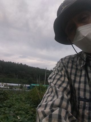 파키드&움메님의 고구마 · 영농일지 작성글 사진