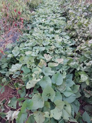 파키드&움메님의 고구마 · 영농일지 작성글 사진